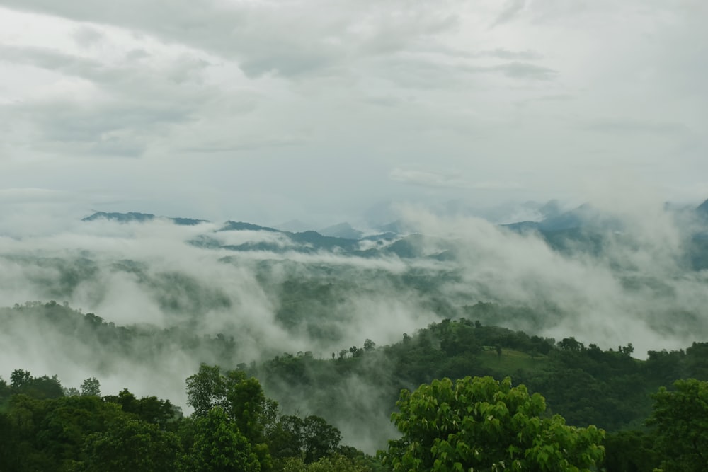 a forest of trees and clouds