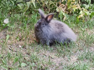 A fluffy gray rabbit is sitting on grass, surrounded by green and brown plants. The rabbit has long ears and soft fur, appearing calm and content. The background features a mix of vibrant green and dried brown grass, along with some leafy foliage.