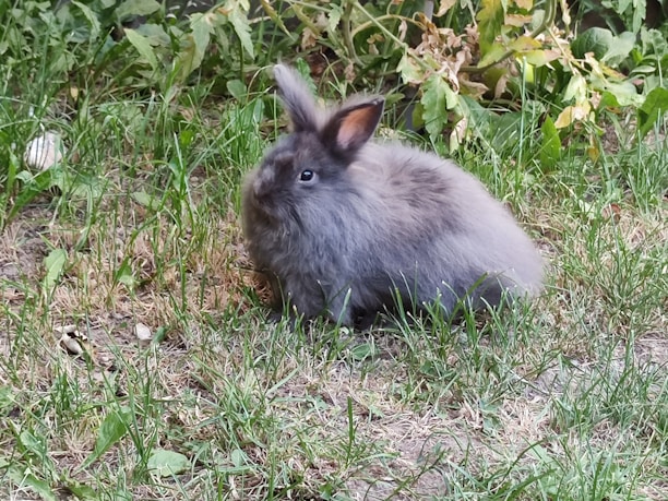 A fluffy gray rabbit is sitting on grass, surrounded by green and brown plants. The rabbit has long ears and soft fur, appearing calm and content. The background features a mix of vibrant green and dried brown grass, along with some leafy foliage.