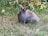 A close-up of a fluffy English Angora rabbit with soft, long wool sitting calmly on a patch of green grass.