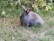 A close-up of a fluffy English Angora rabbit with soft, long wool sitting calmly on a patch of green grass.