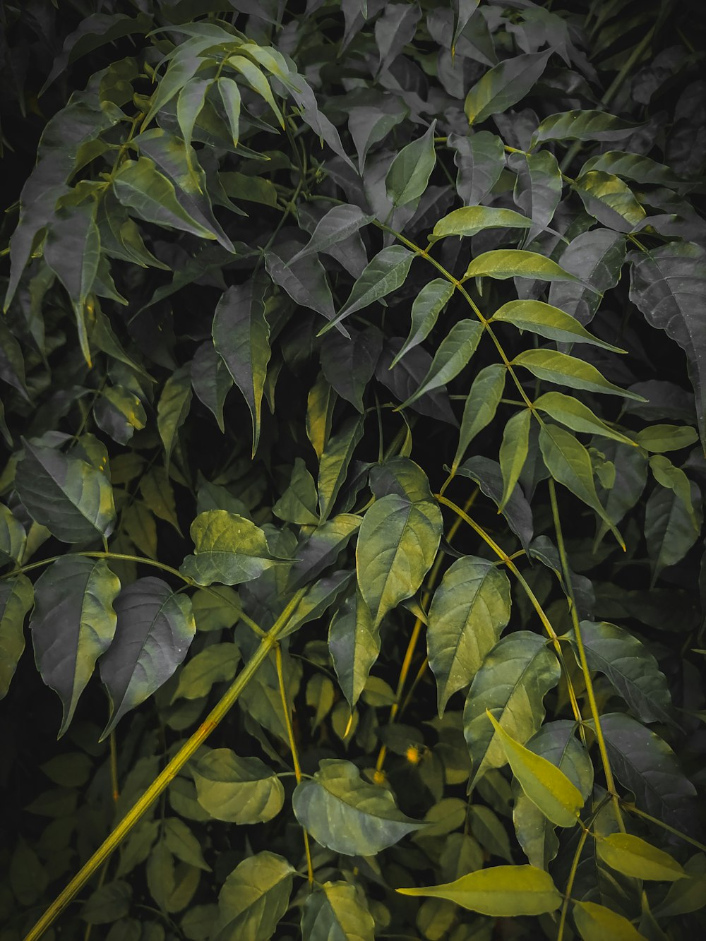 a close-up of some leaves