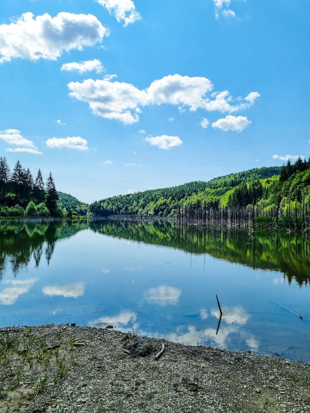 a lake surrounded by trees