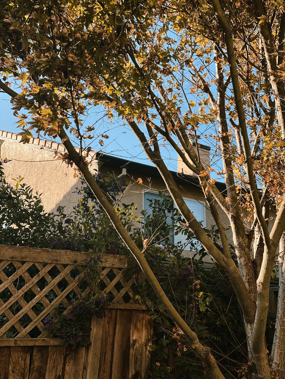 a tree with a house in the background