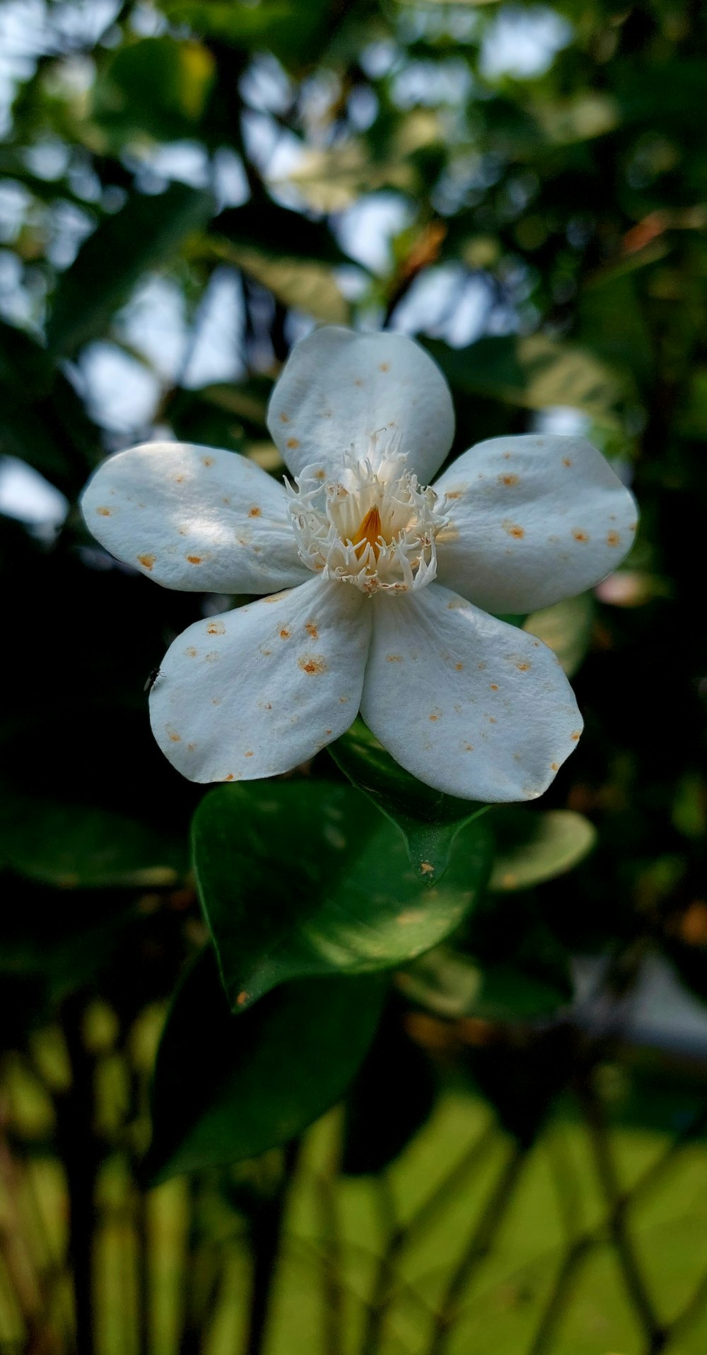 a white flower with green leaves