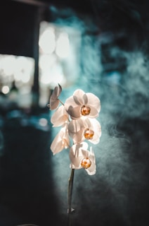 A delicate close-up of a vanilla orchid bathed in soft golden light, evoking warmth and purity.