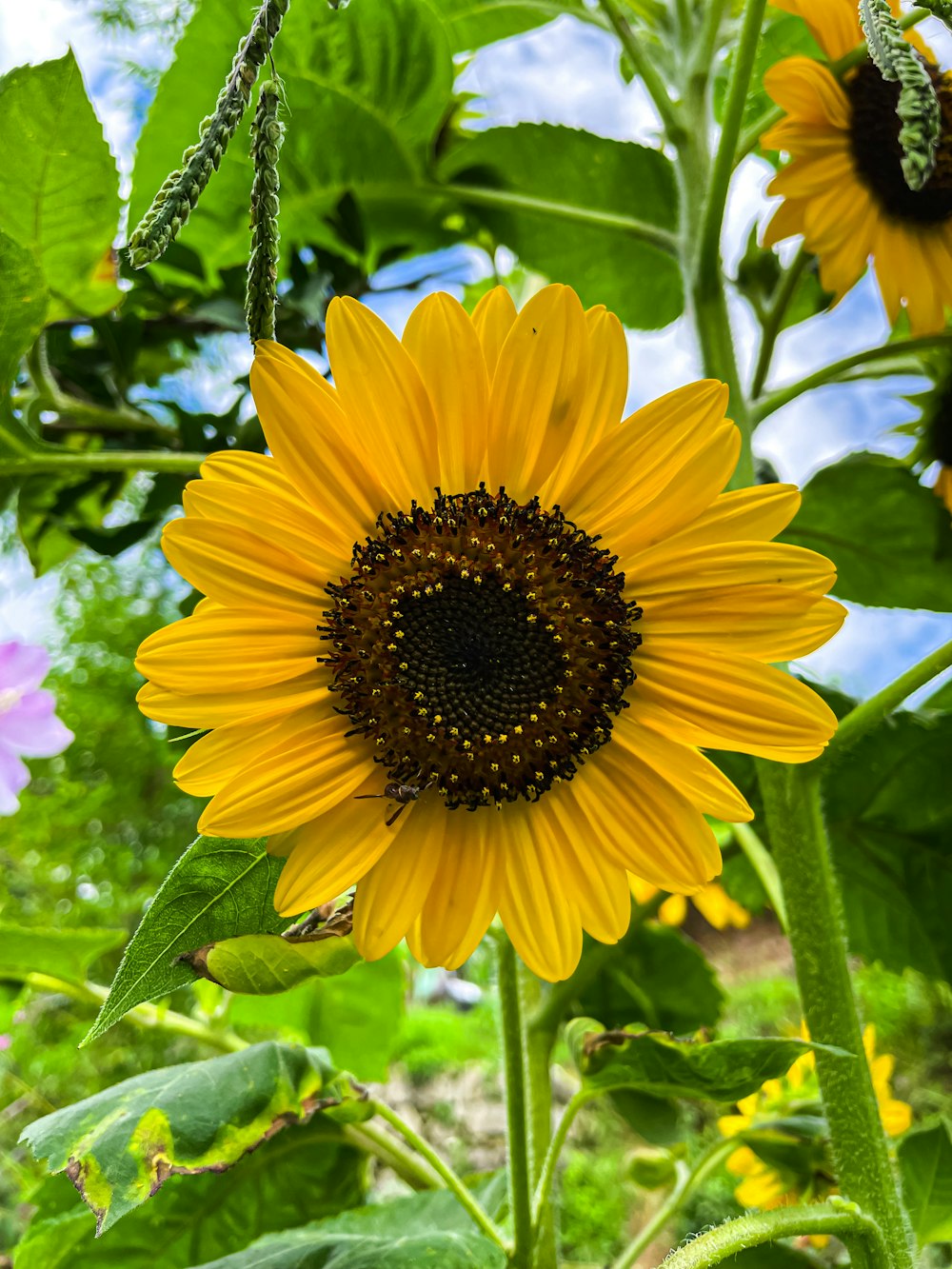 a yellow flower with green leaves