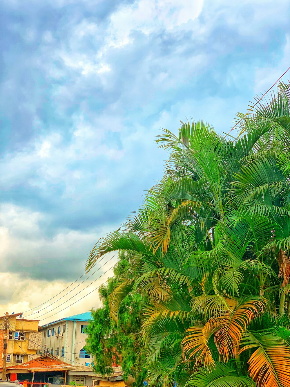 a palm tree in front of a building