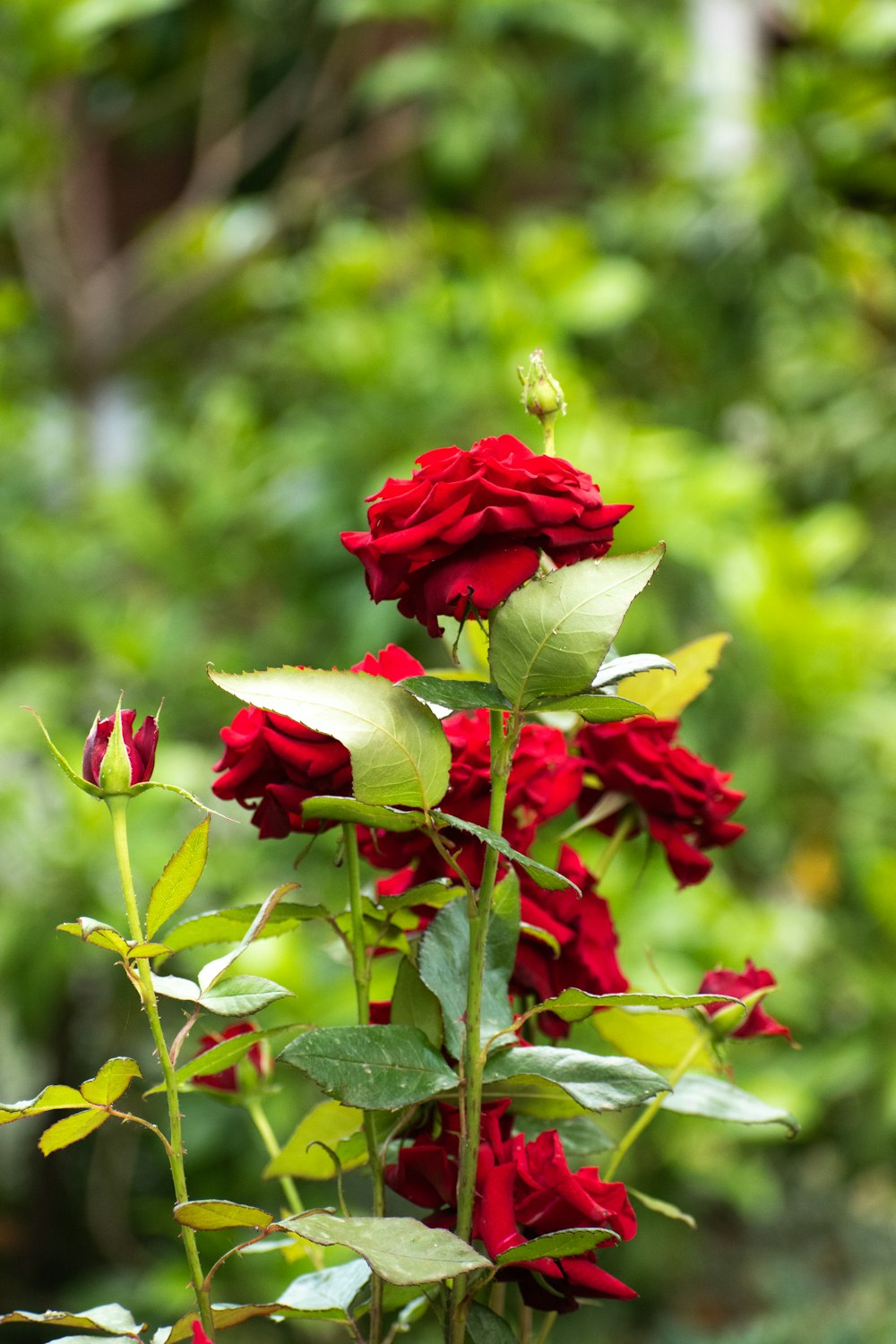 a close up of a flower