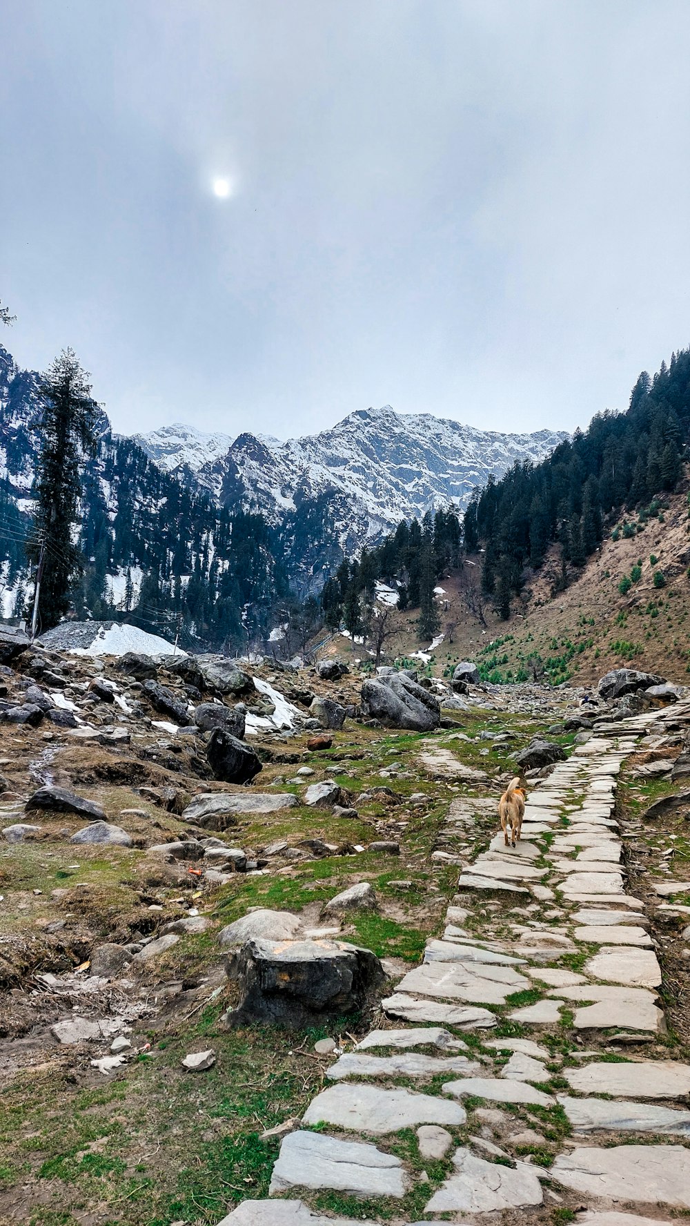 a dog walking on a rocky path in front of a mountain