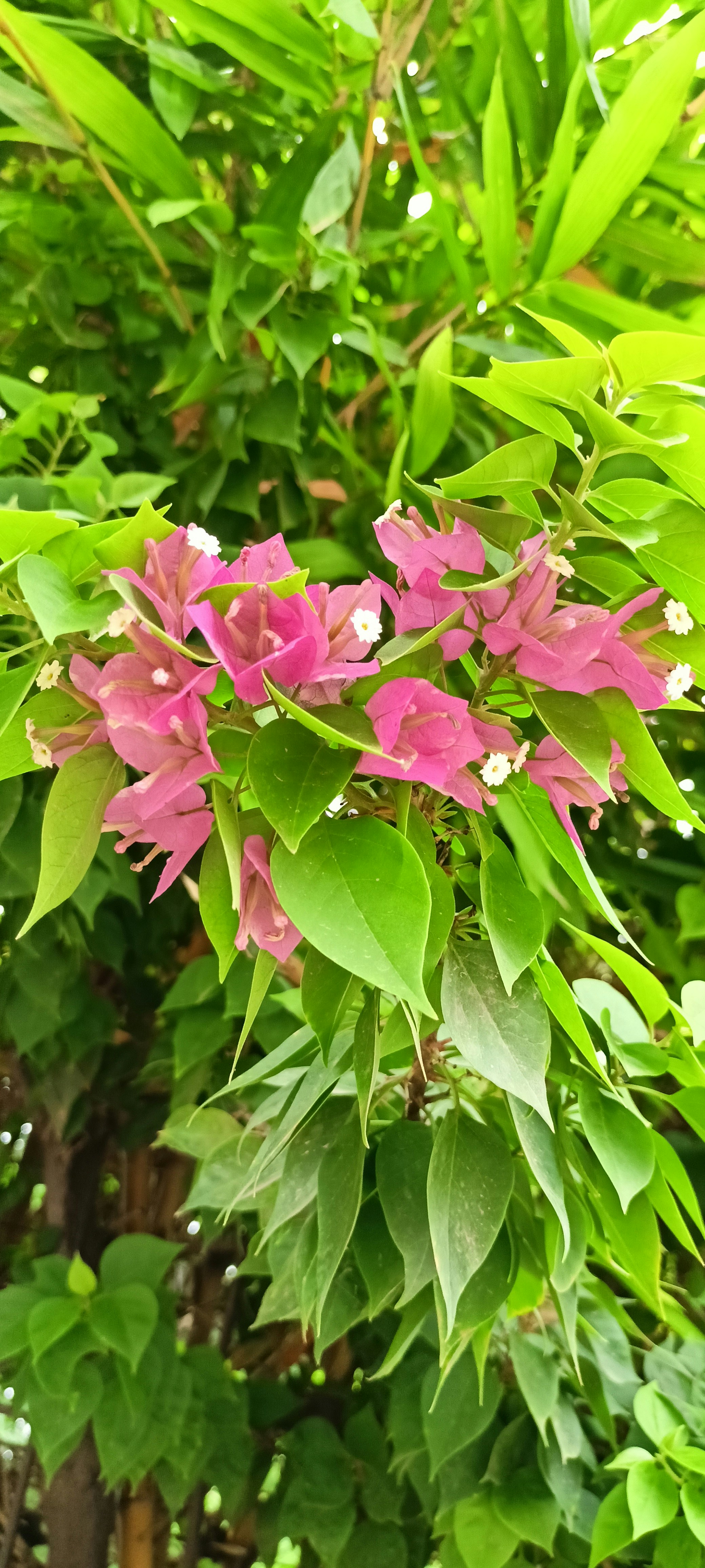 Photo by anutoshsantoshsatpute