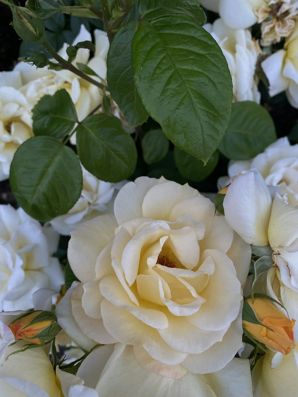 a close up of white flowers