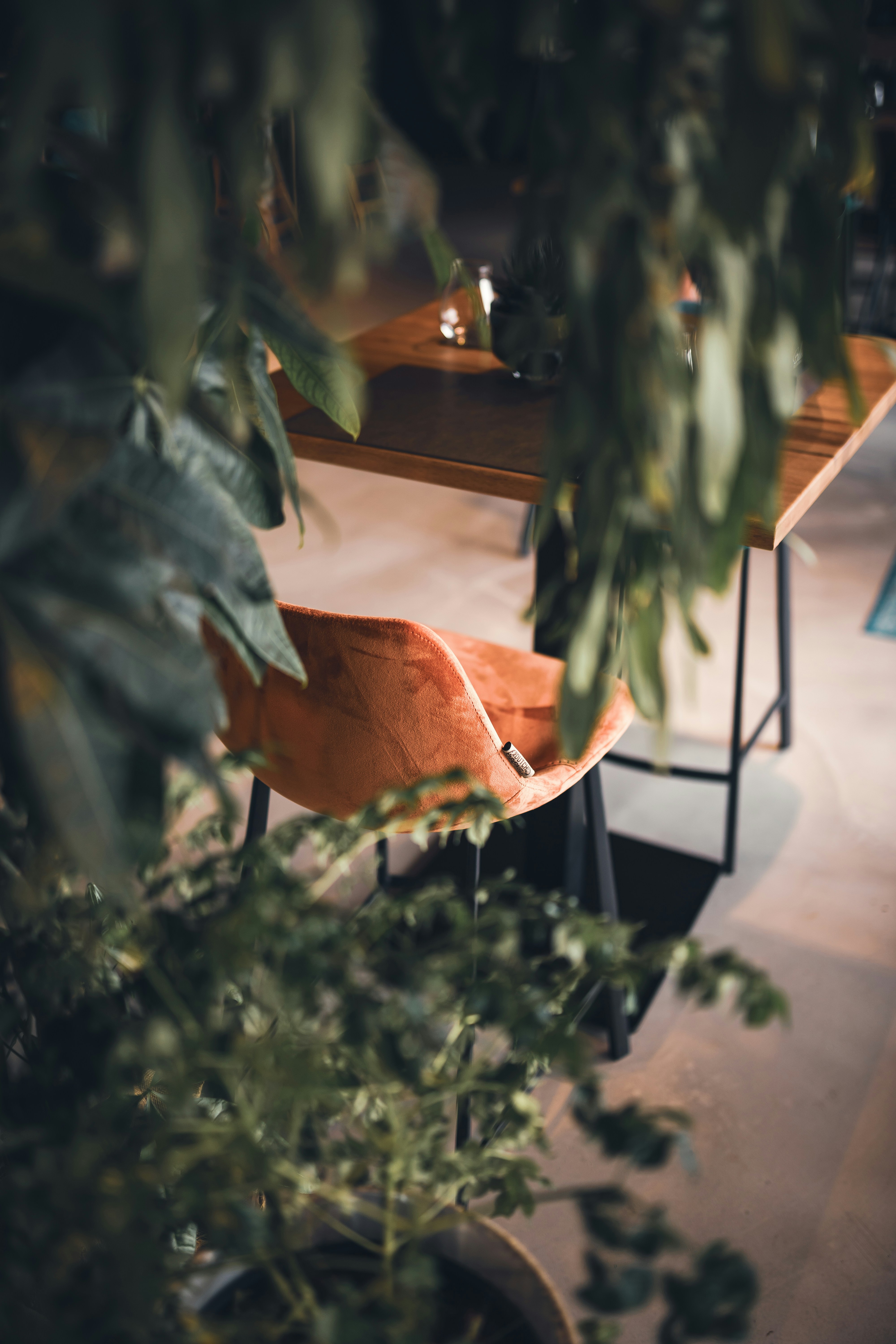 une plante à l’extérieur avec un bâtiment à l’arrière