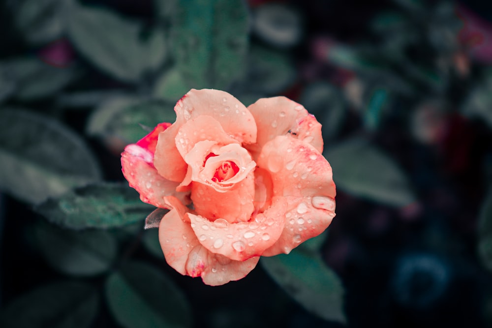 a pink rose with green leaves