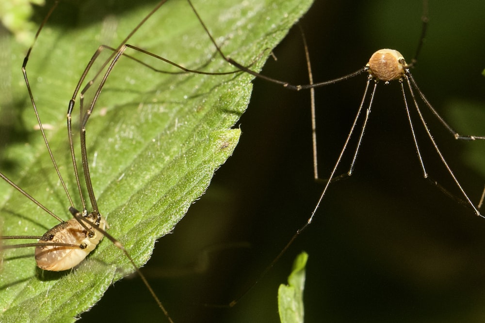 a close up of a bug