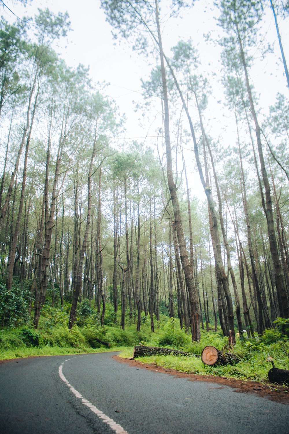 a road with trees on the side