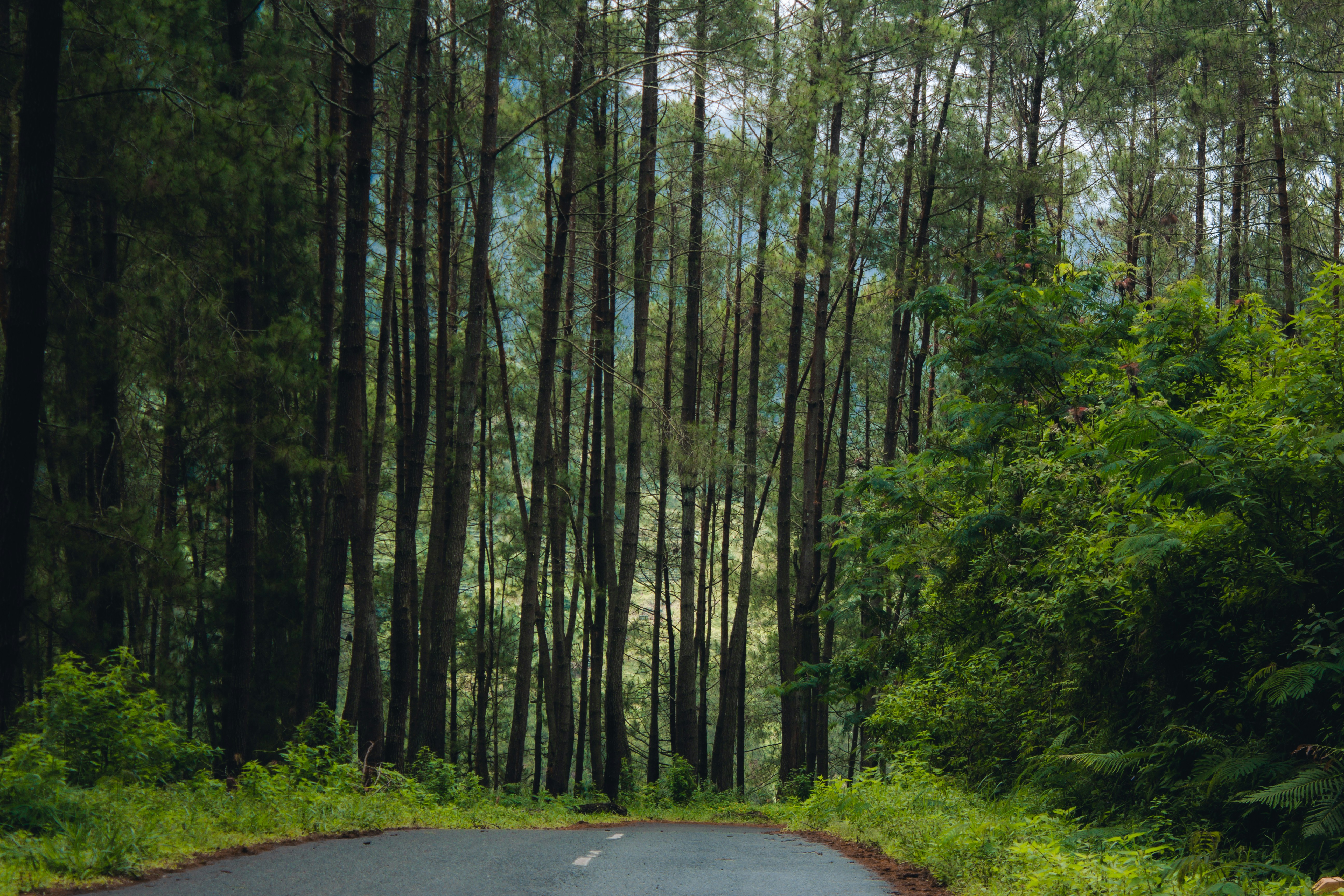 Photo by firmanfatthul