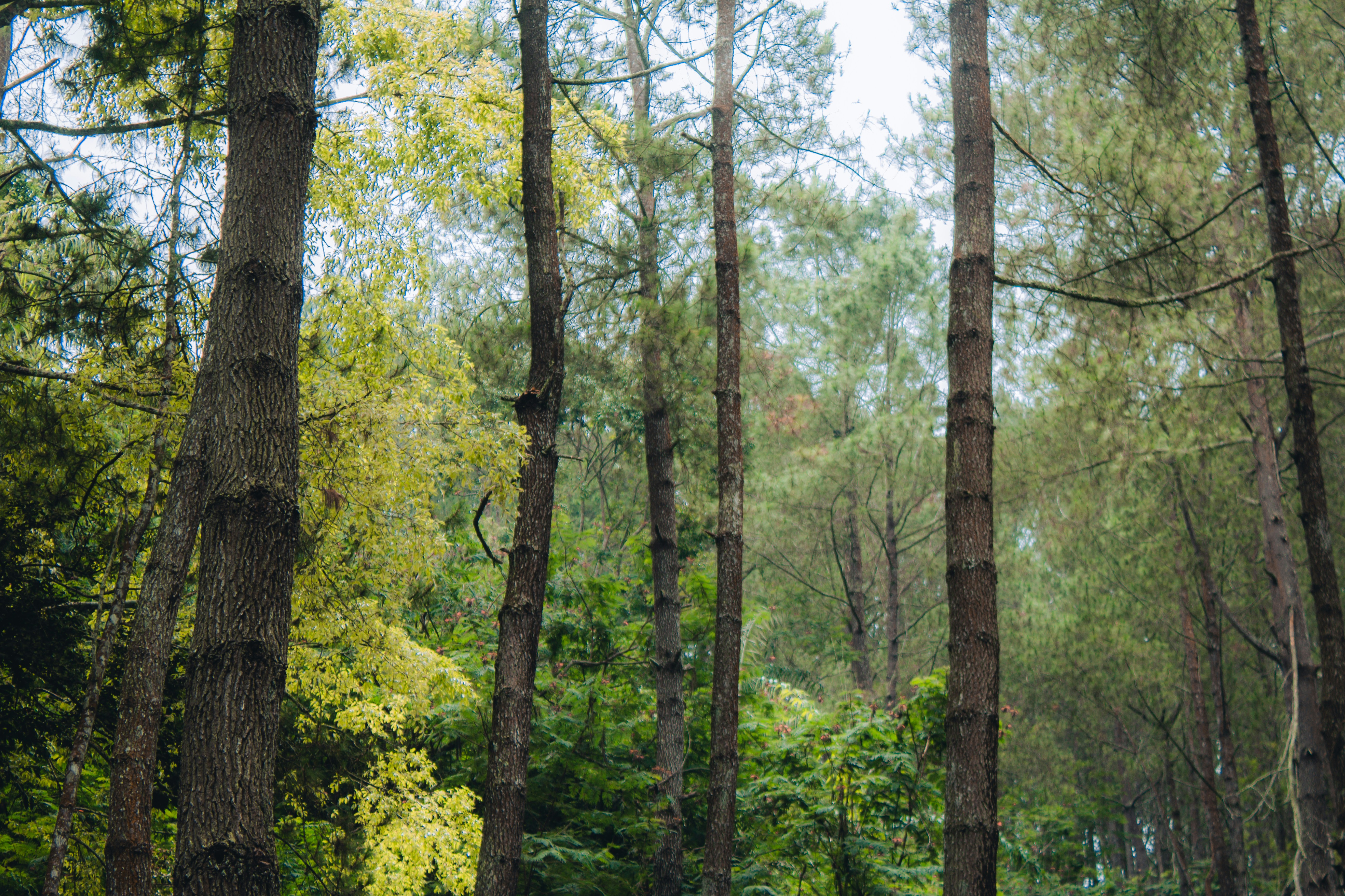 Photo by firmanfatthul