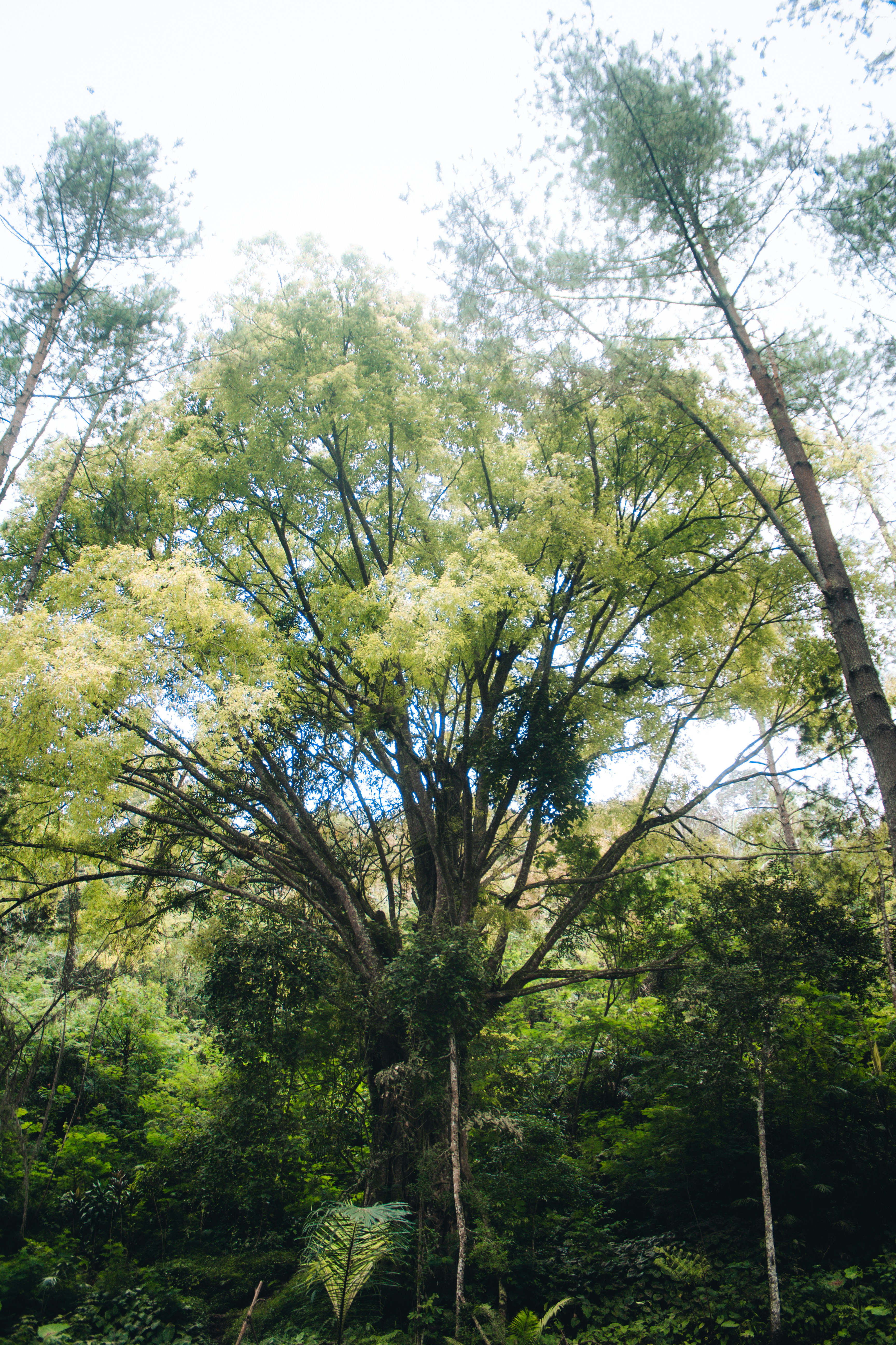 Photo by firmanfatthul