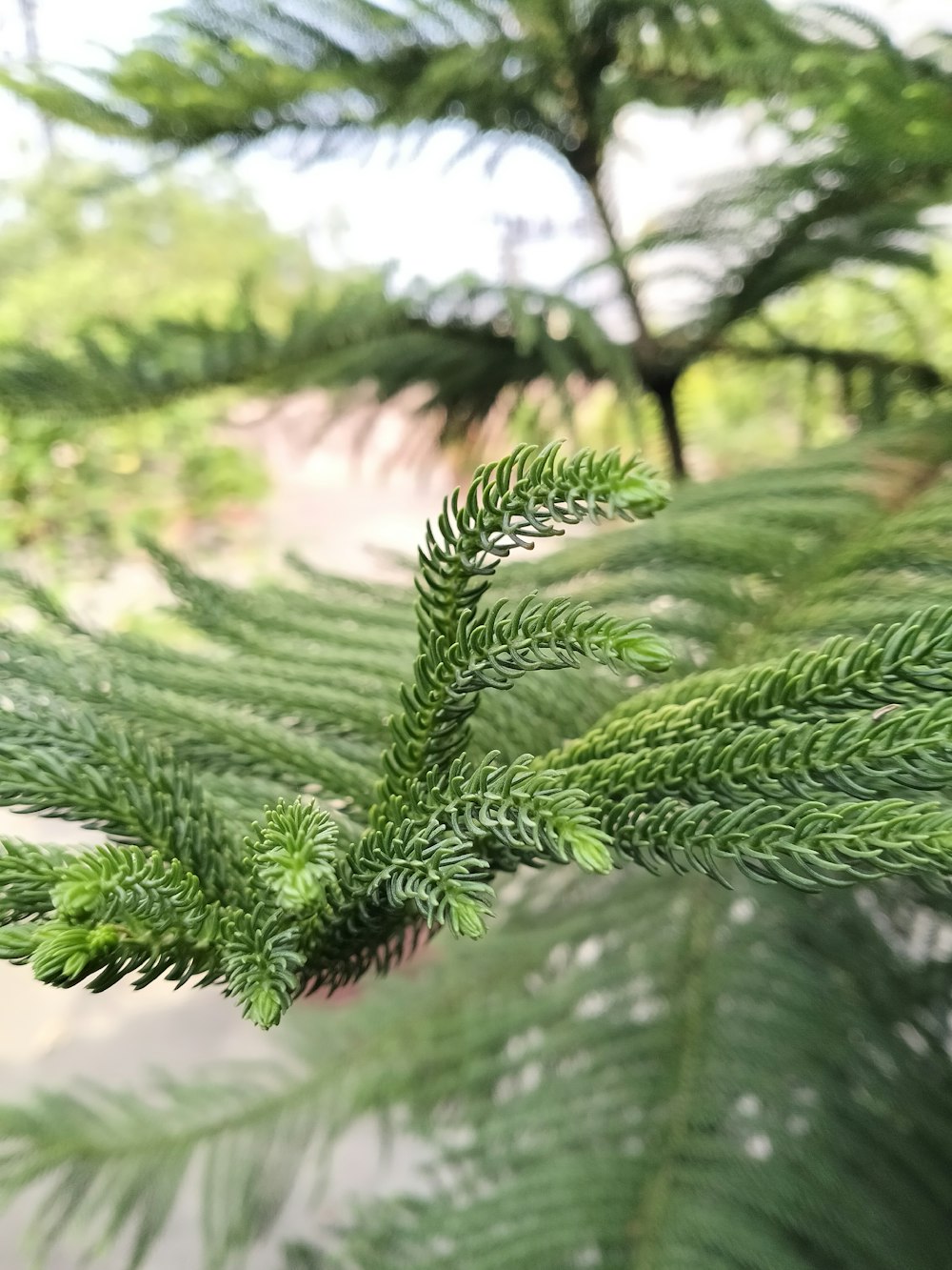 a close-up of a tree branch