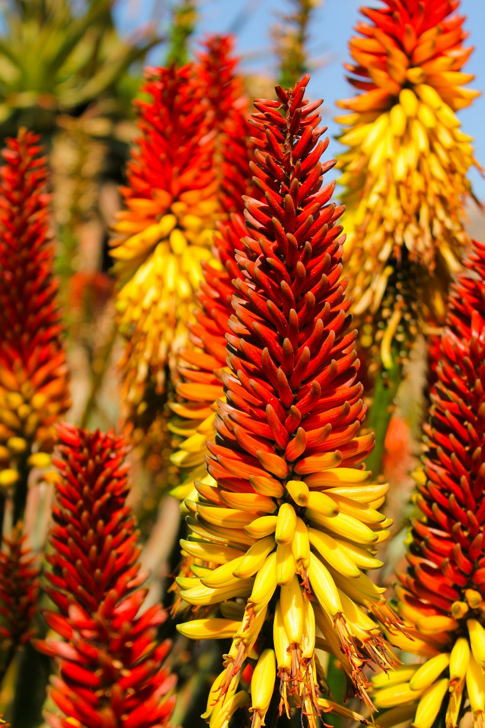 Un groupe de fleurs colorées