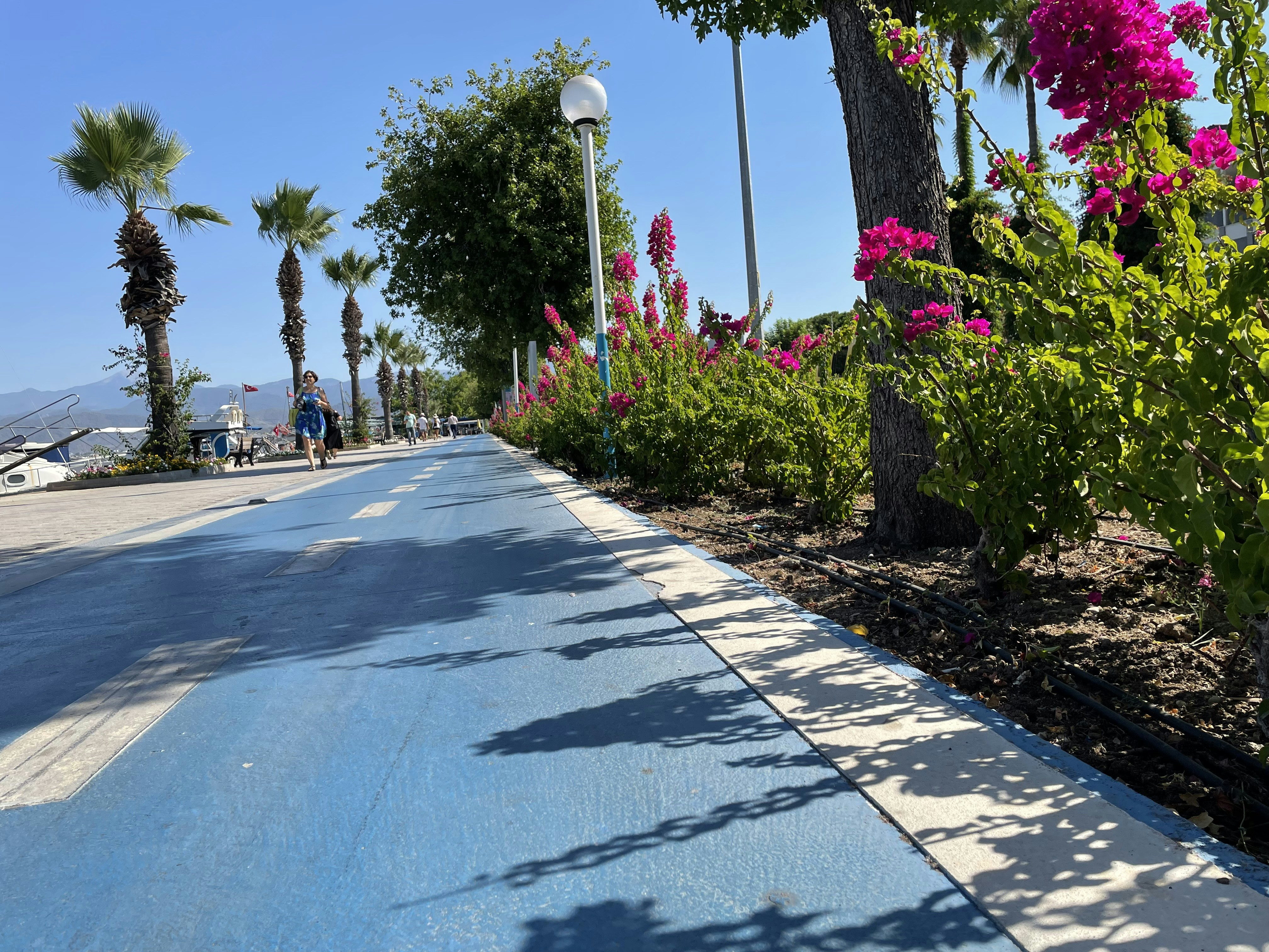 a road with trees and flowers along it