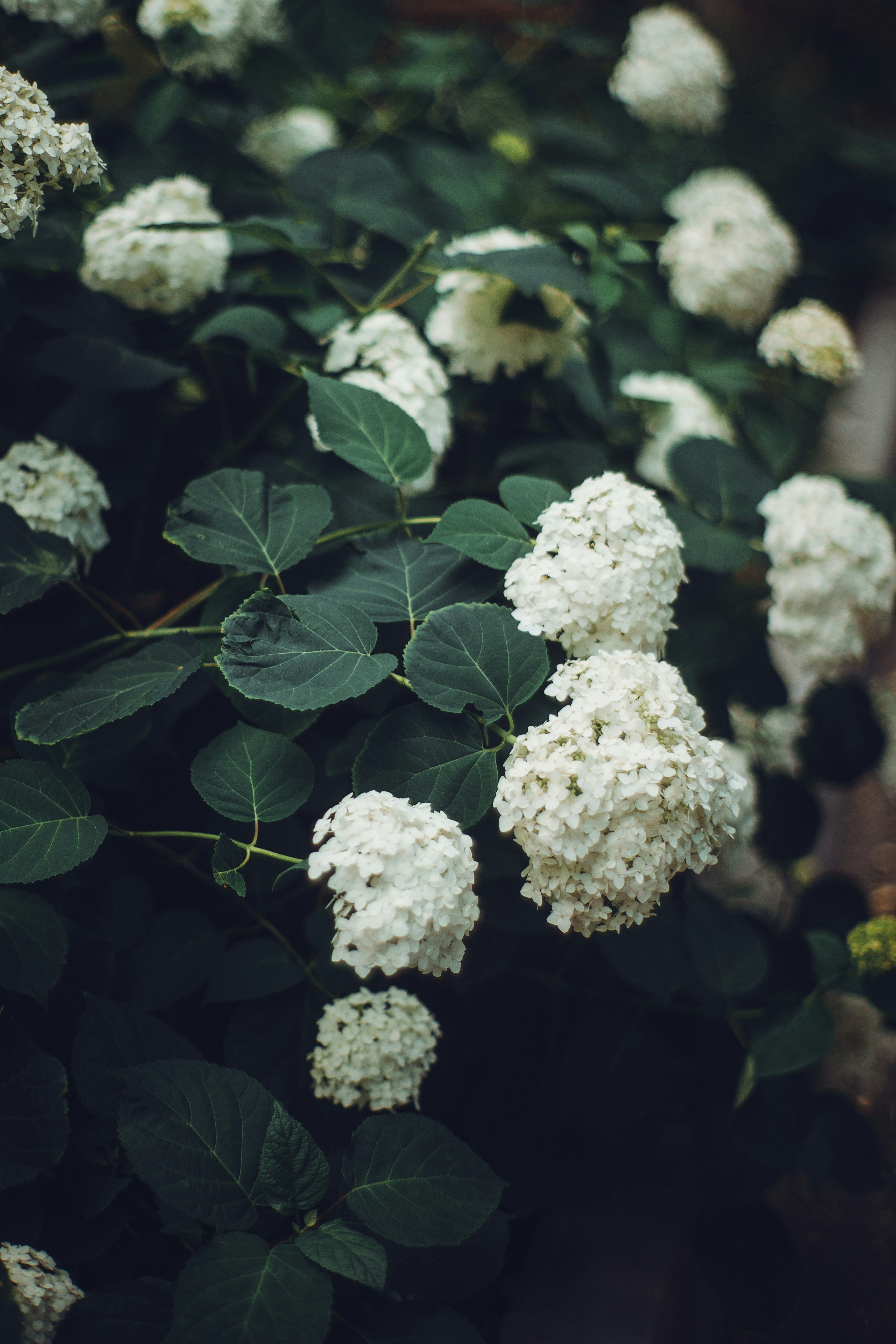 a group of white flowers