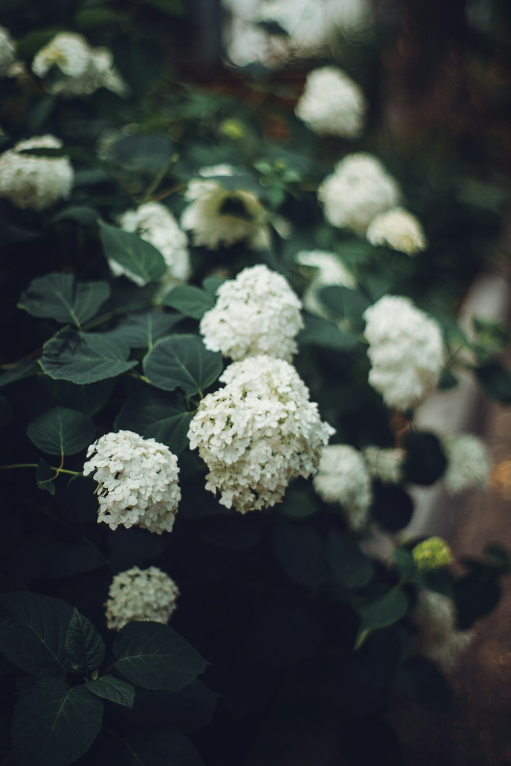 a close up of some flowers