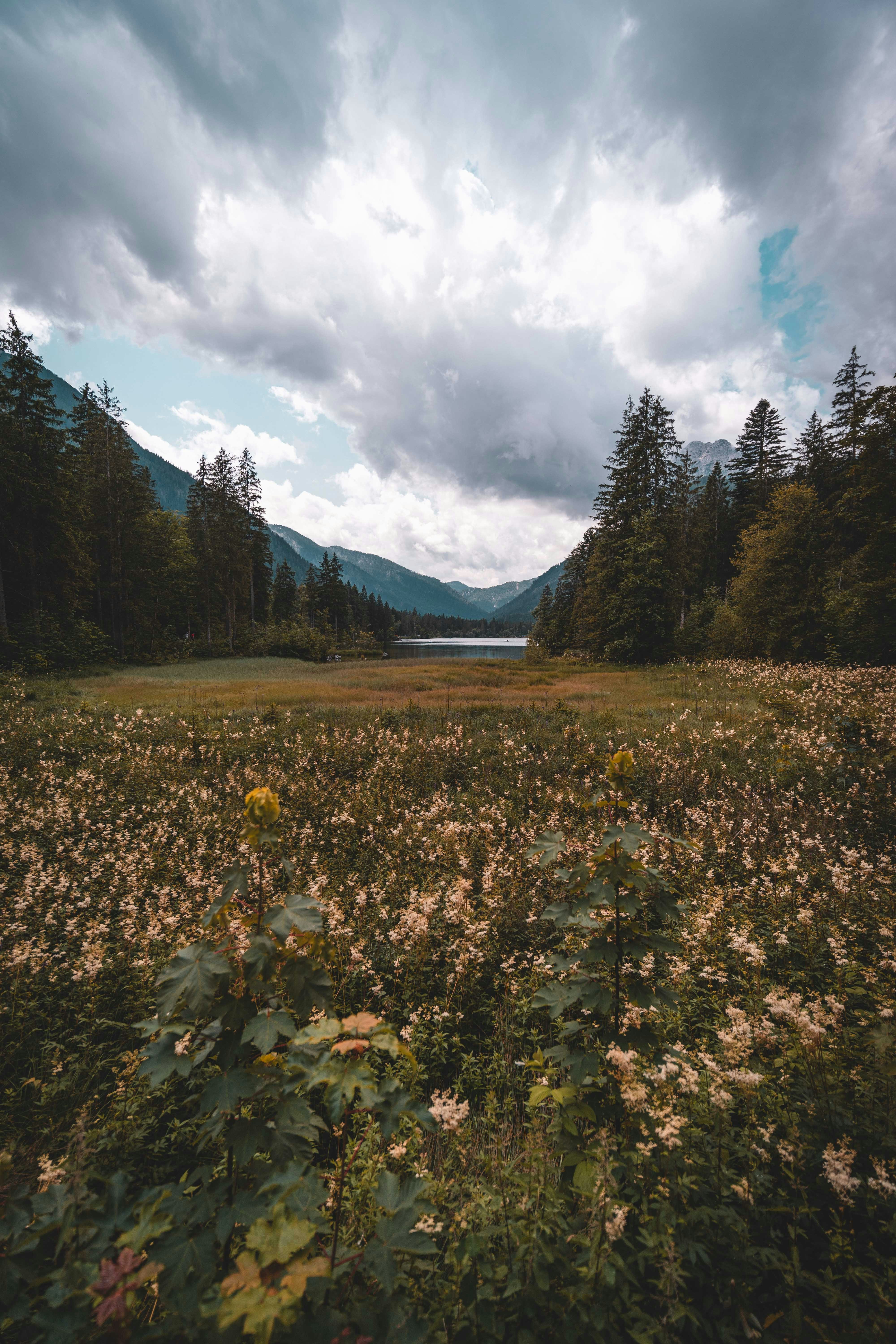 배경에 나무와 산이 있는 꽃밭 사진 – Unsplash의 무료 식물 이미지, image size:3000x4500