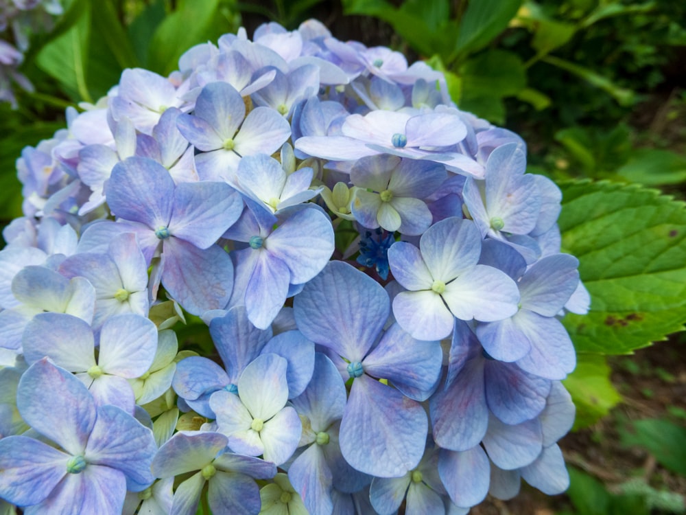 a group of blue flowers