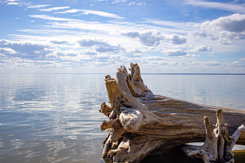 a tree next to a body of water