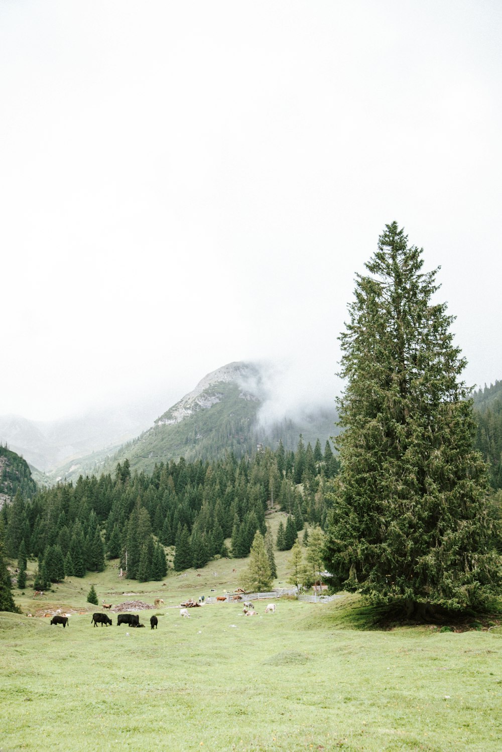 a group of animals stand in a grassy field