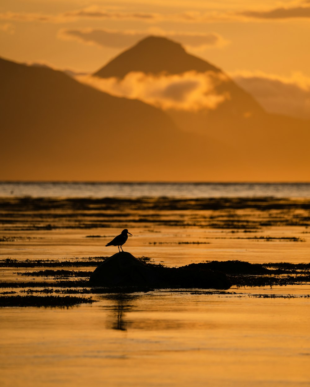 a bird on a rock in the water