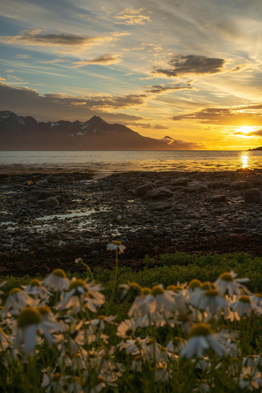 a flower on a beach