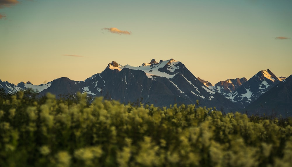 a mountain range with trees below