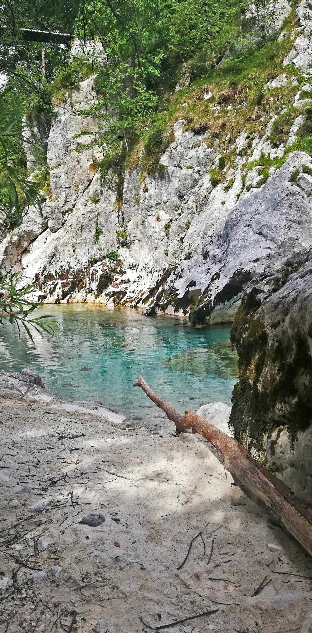 a river with a log in the middle of it