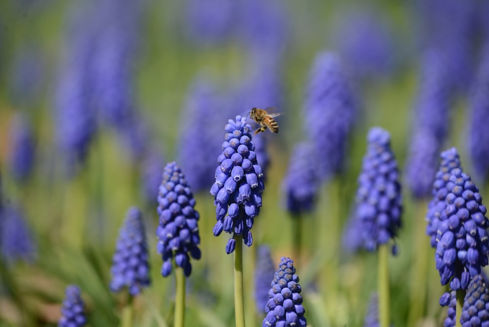 a bee on a flower