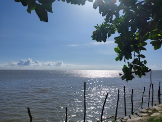An expansive view of the ocean with sunlight glistening off the water's surface. The sky is clear with a few clouds on the horizon. In the foreground, wooden stakes protrude from the water along a rocky shoreline. Above, green leaves from a tree partially frame the scene.