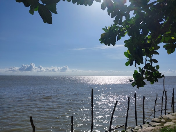 An expansive view of the ocean with sunlight glistening off the water's surface. The sky is clear with a few clouds on the horizon. In the foreground, wooden stakes protrude from the water along a rocky shoreline. Above, green leaves from a tree partially frame the scene.