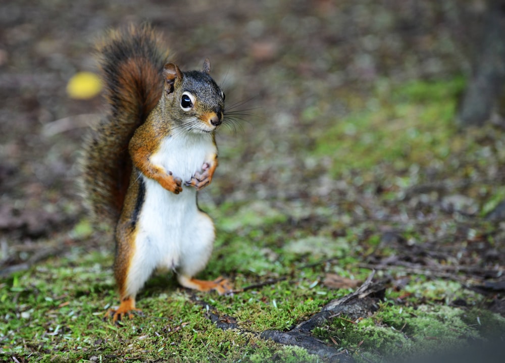 a squirrel standing on grass