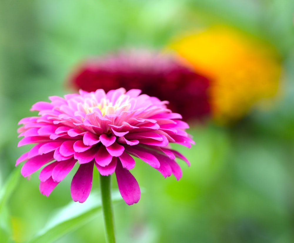 a close up of a flower