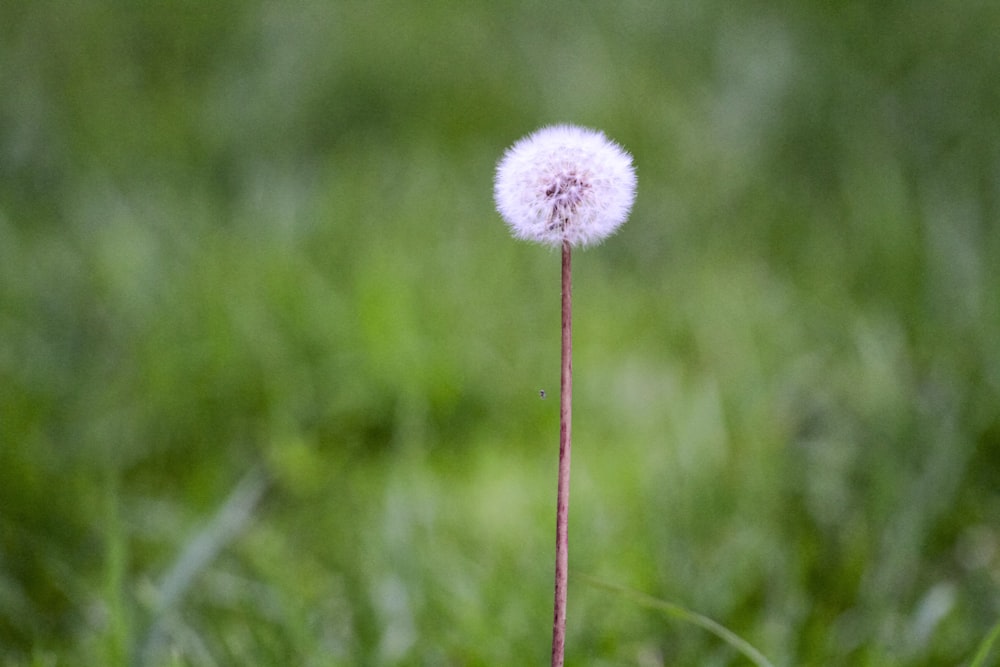 uma única flor branca