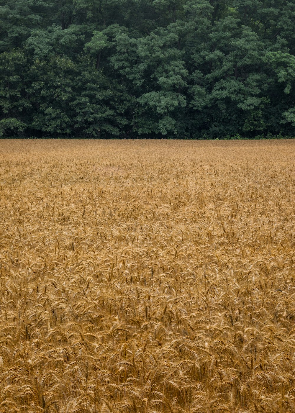 a field of brown grass with trees in the background