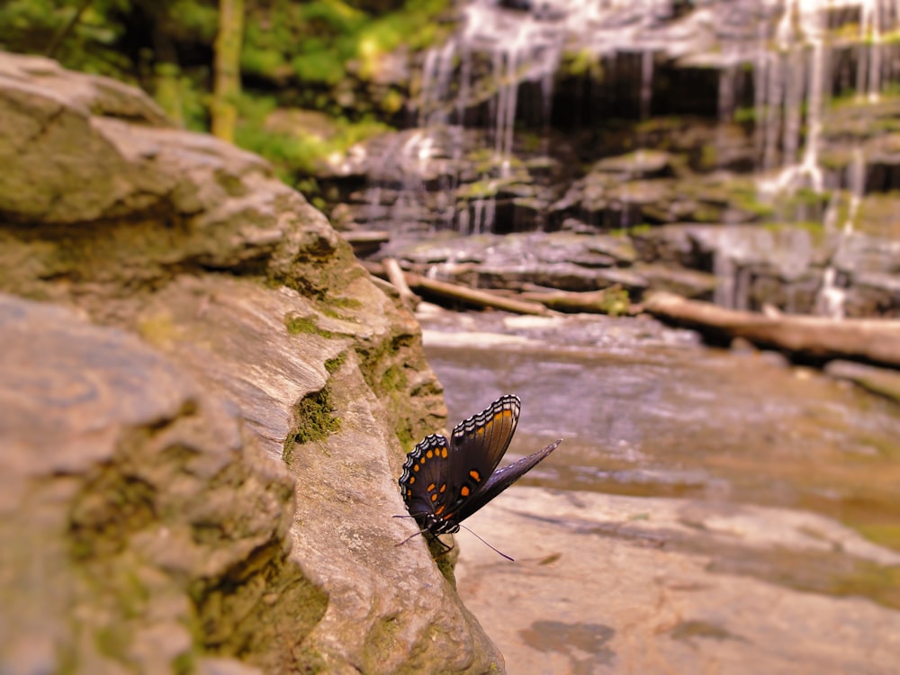 a butterfly on a rock