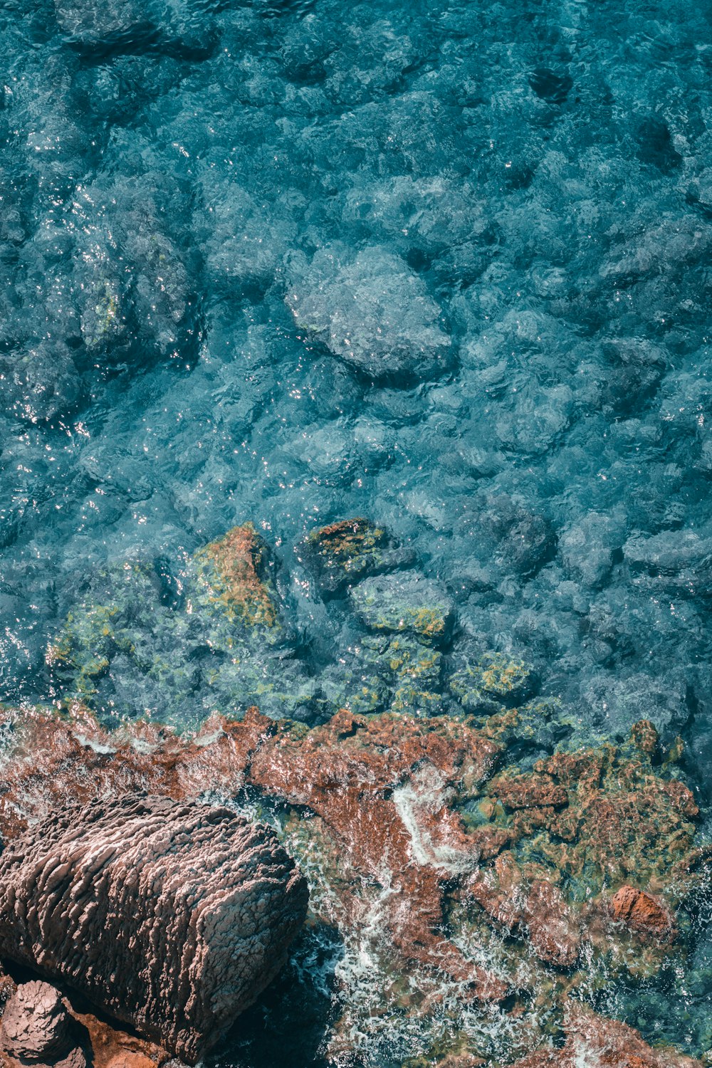 rocks and plants under water