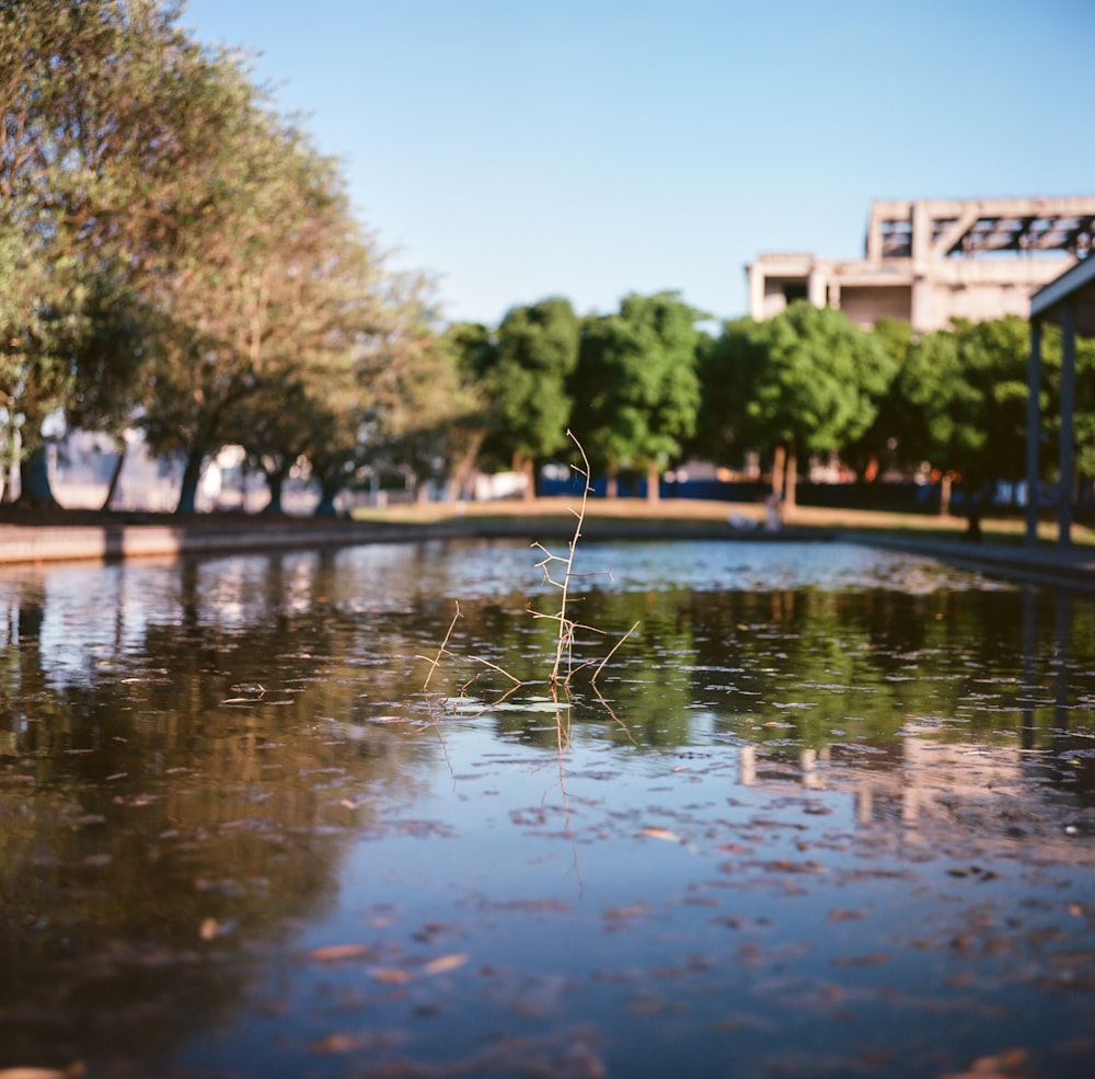 a body of water with trees and buildings in the background