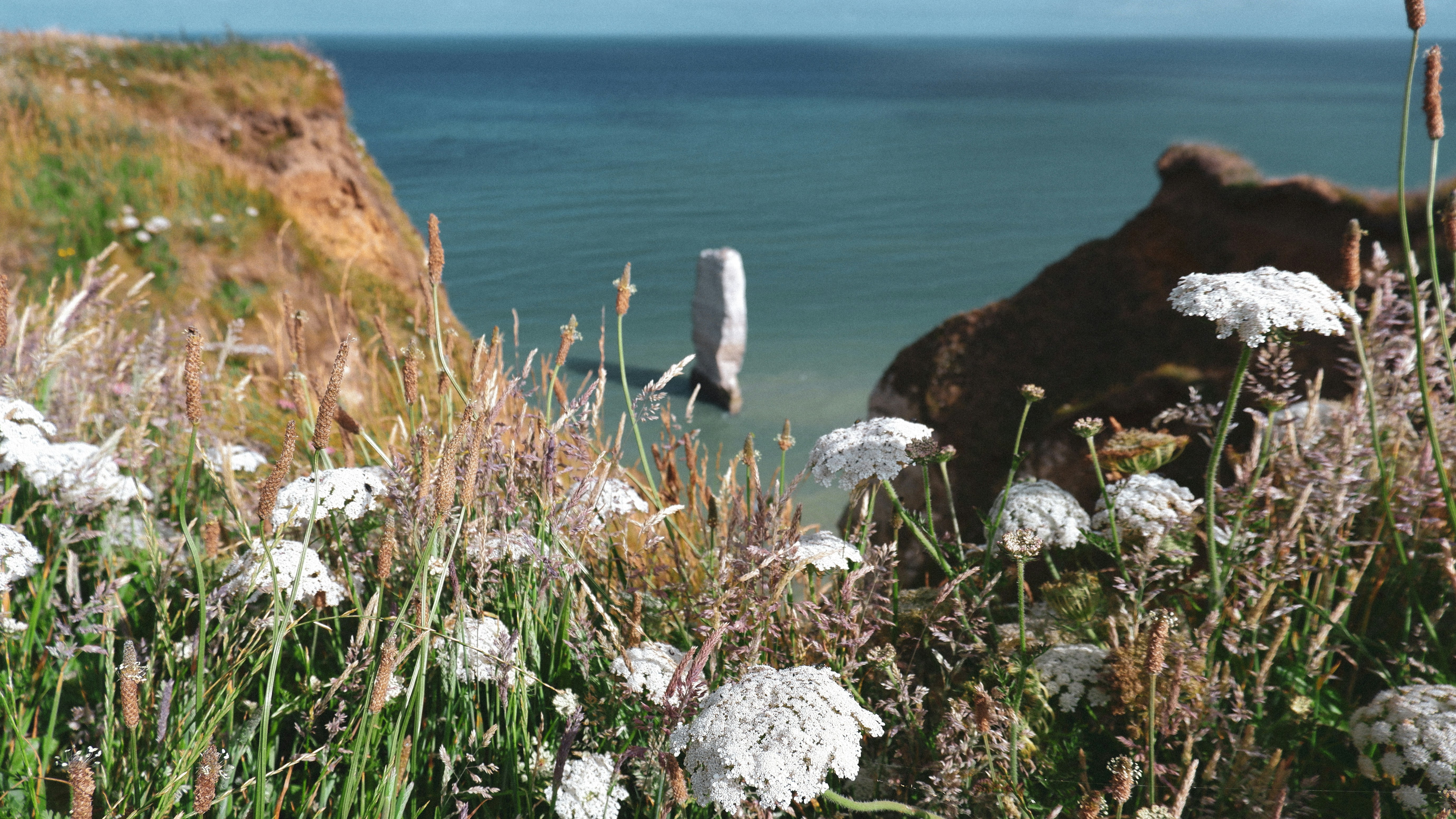 a field of flowers with water in the background