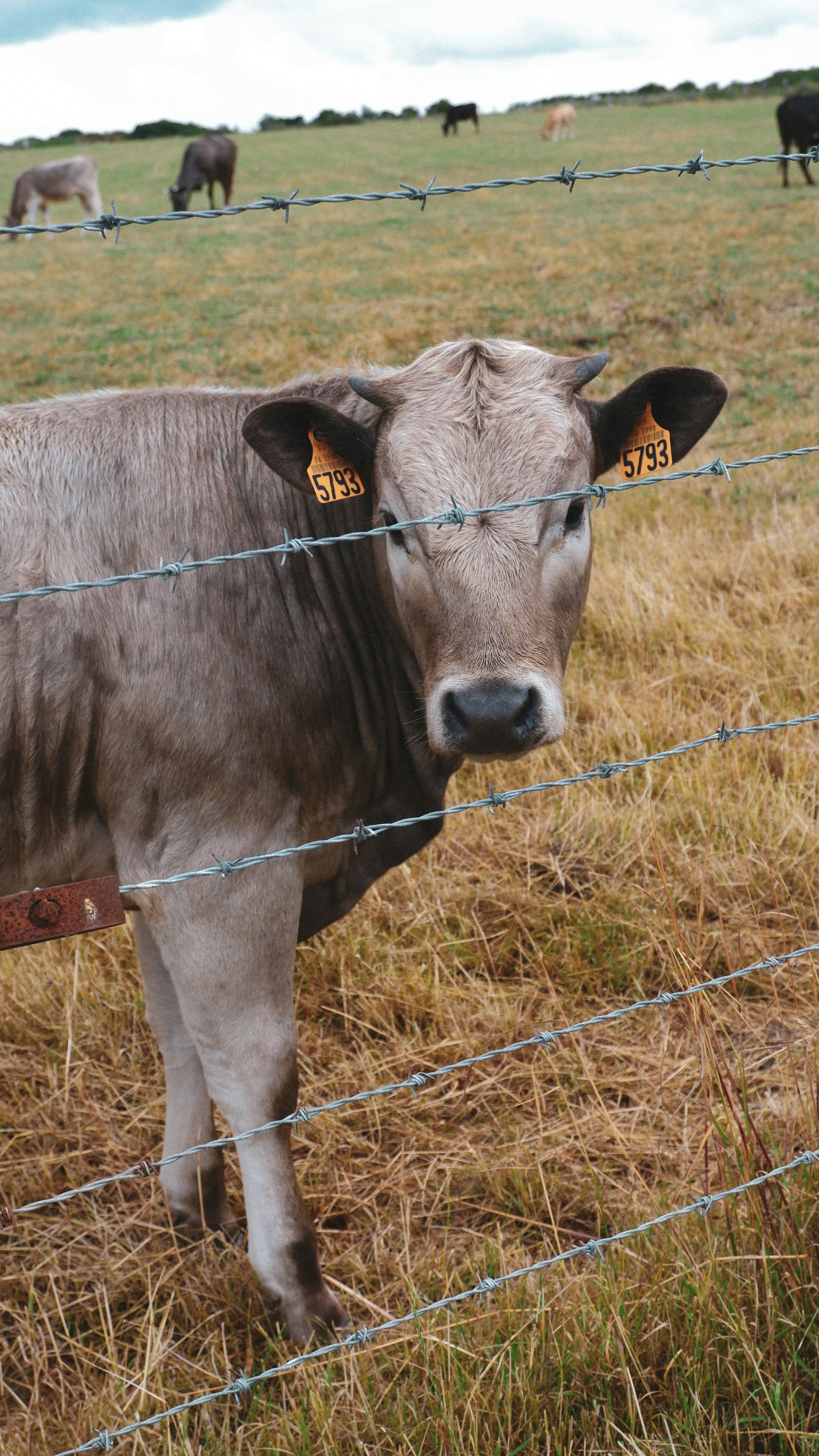 a cow with a yellow tag on its ear