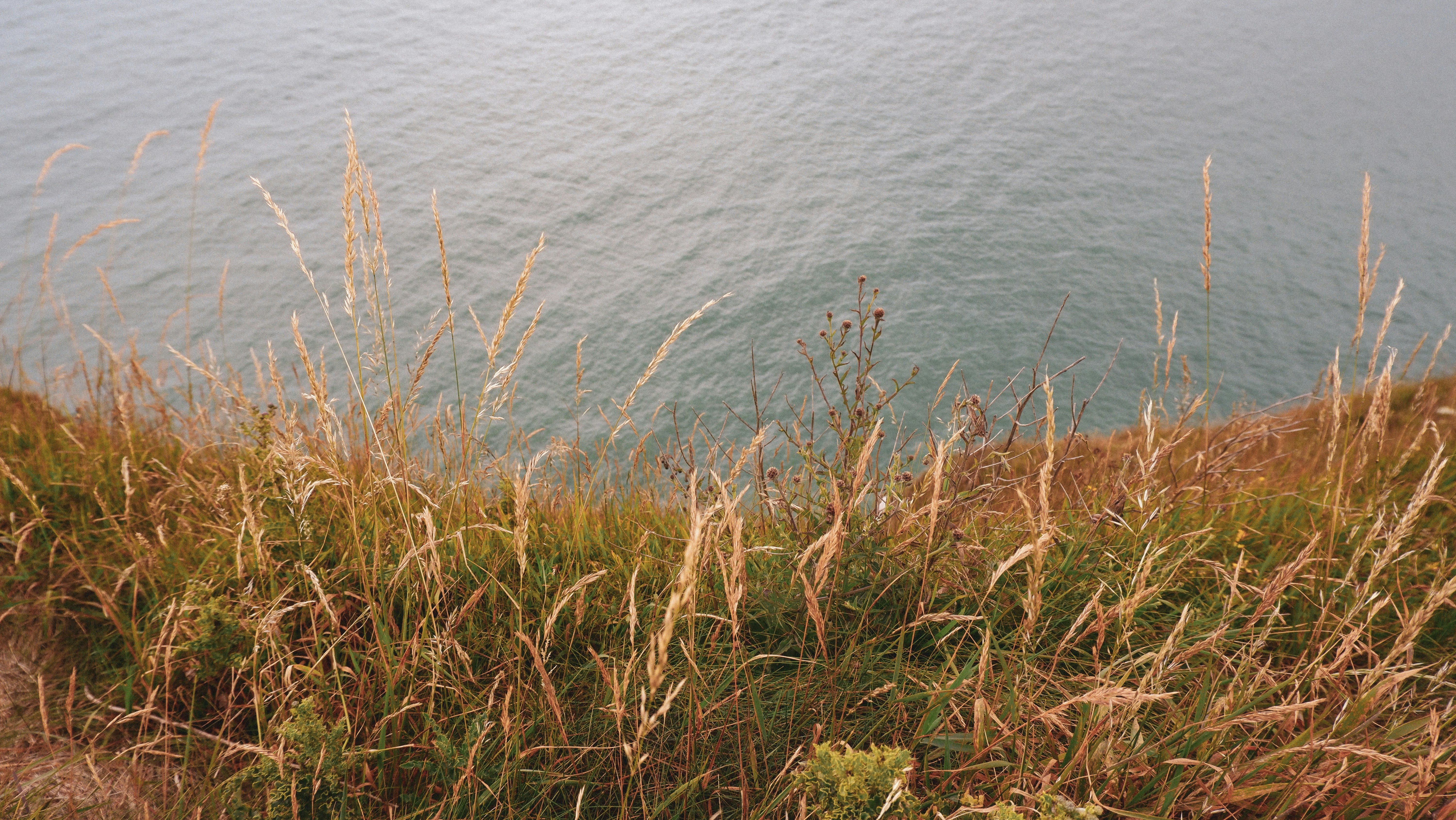 a body of water with grass and weeds in front of it