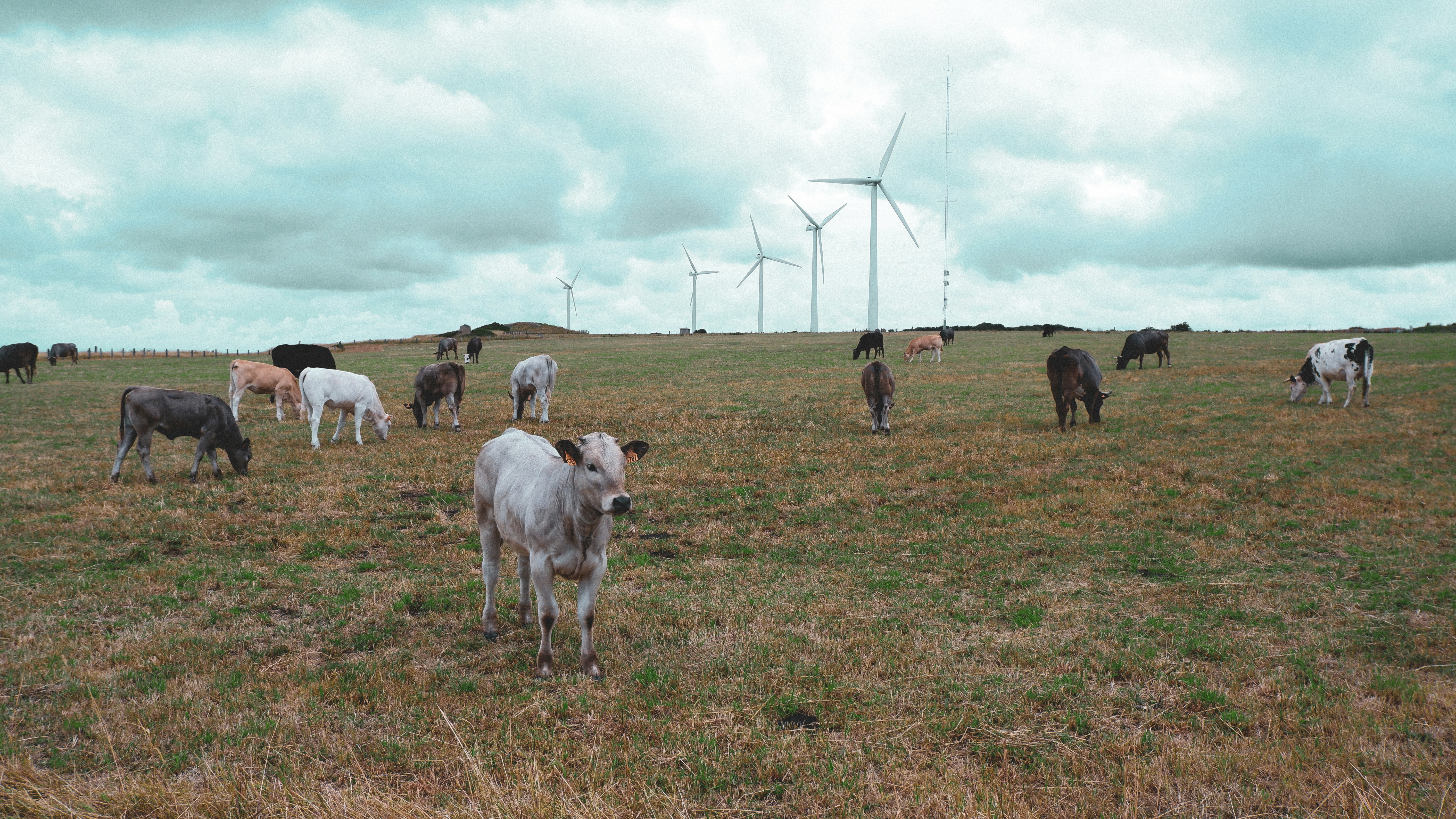 a herd of cows grazing